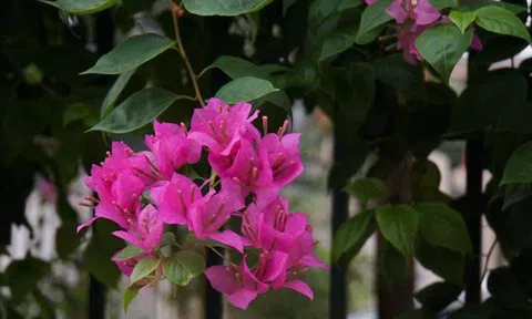 Nỗi ân hận của người đàn bà rời bỏ chồng, con lúc nghèo khó